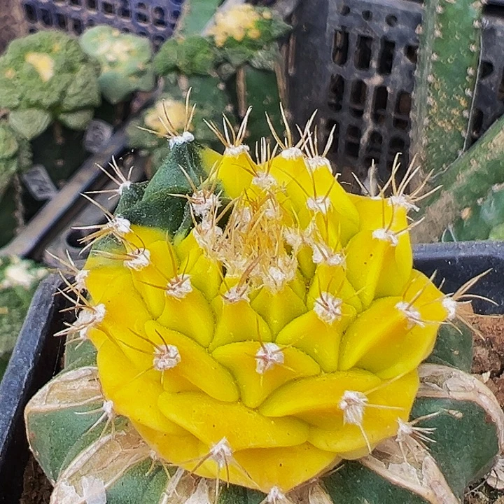 无花朵红锦蒂冠977
