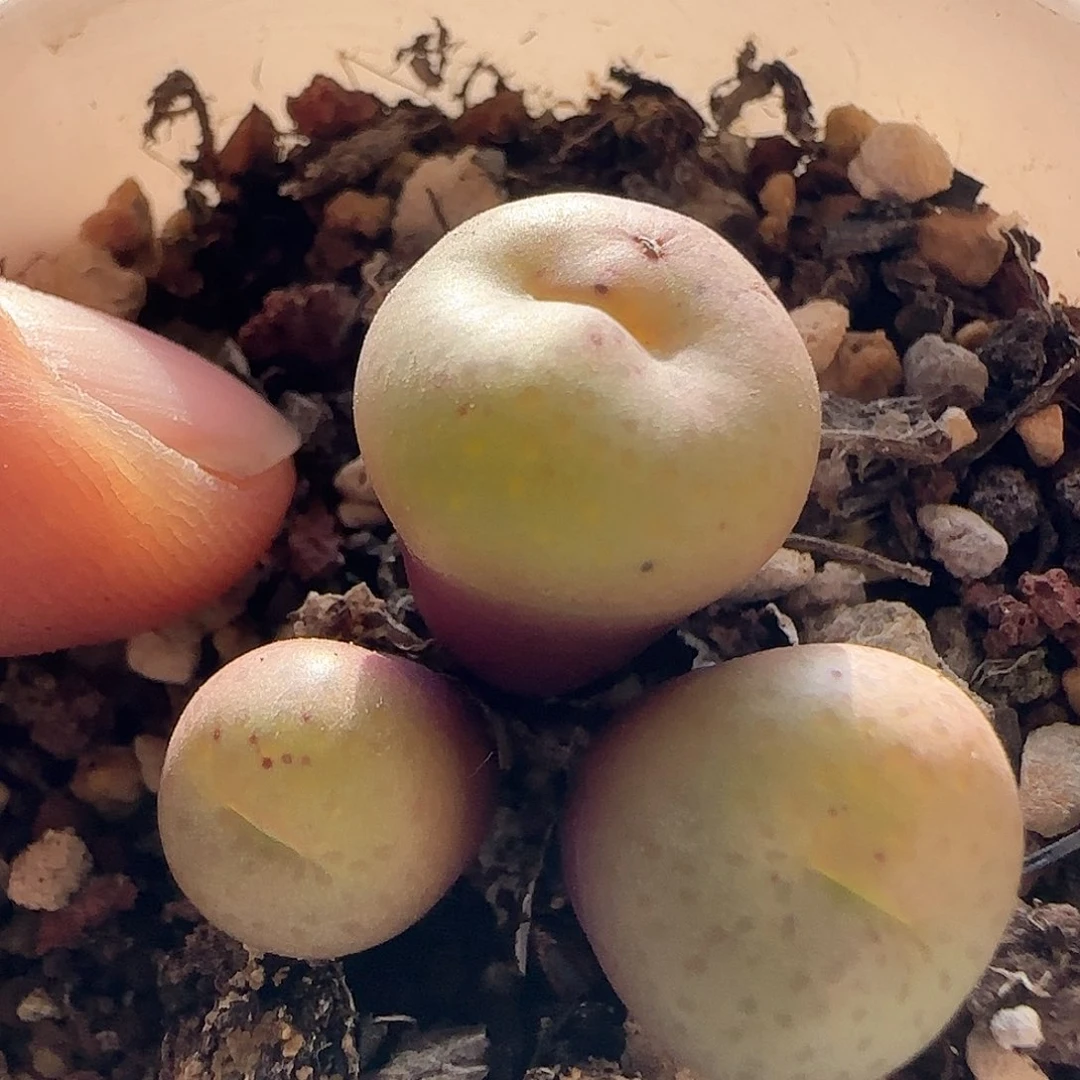 脱土发货哦24327