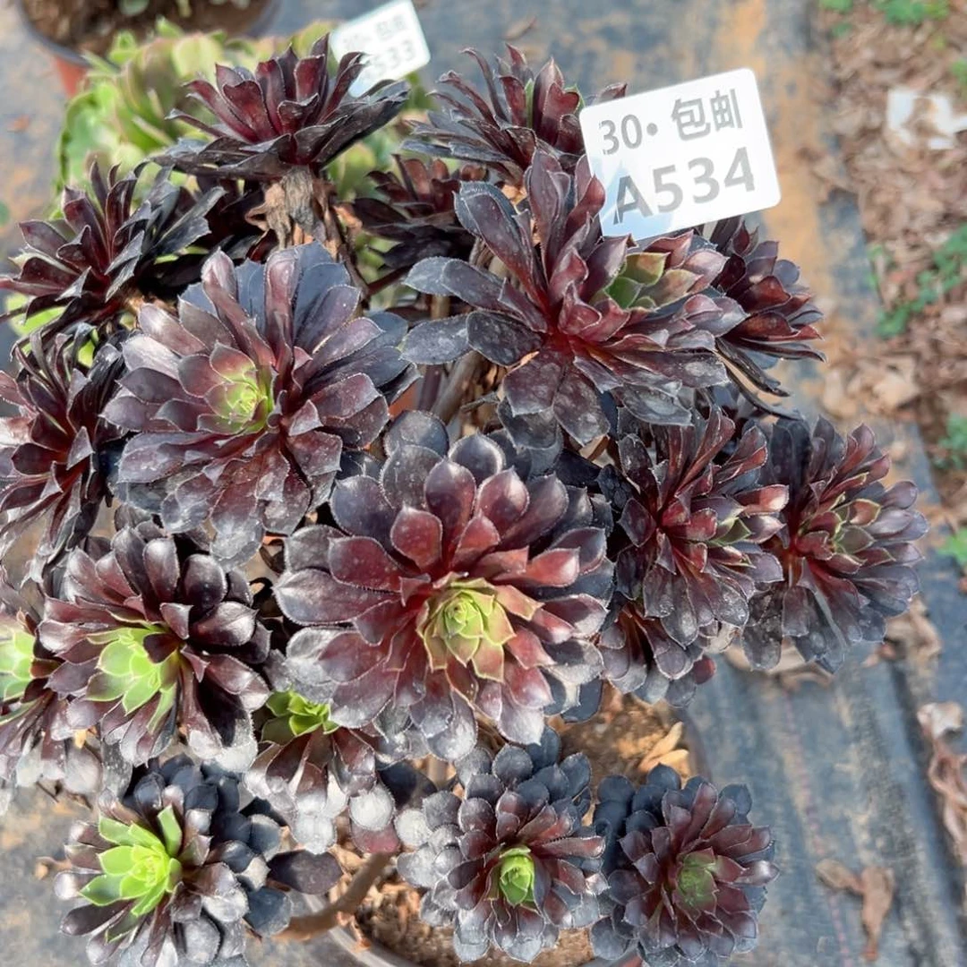 534 多肉法师不包侧枝