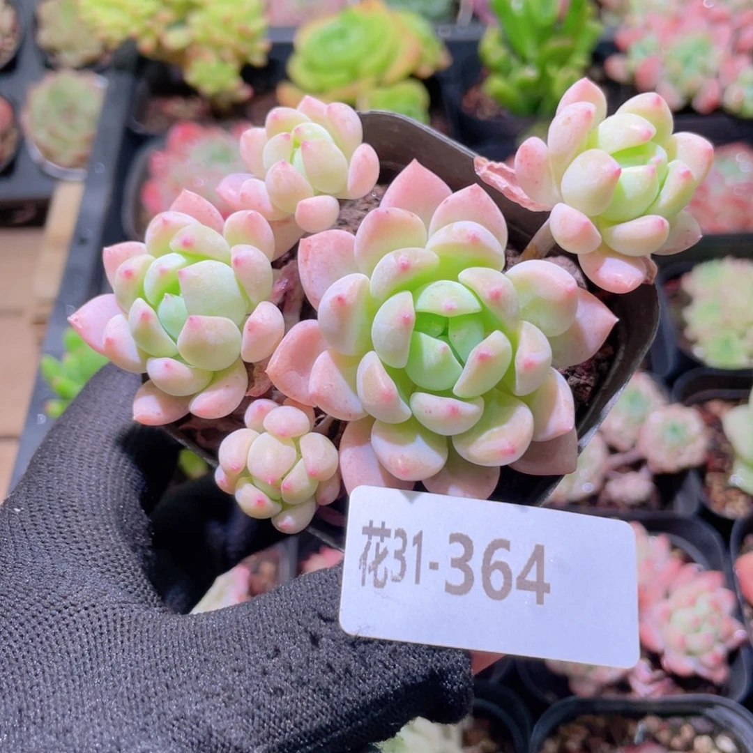 花利美31-364洛丽塔