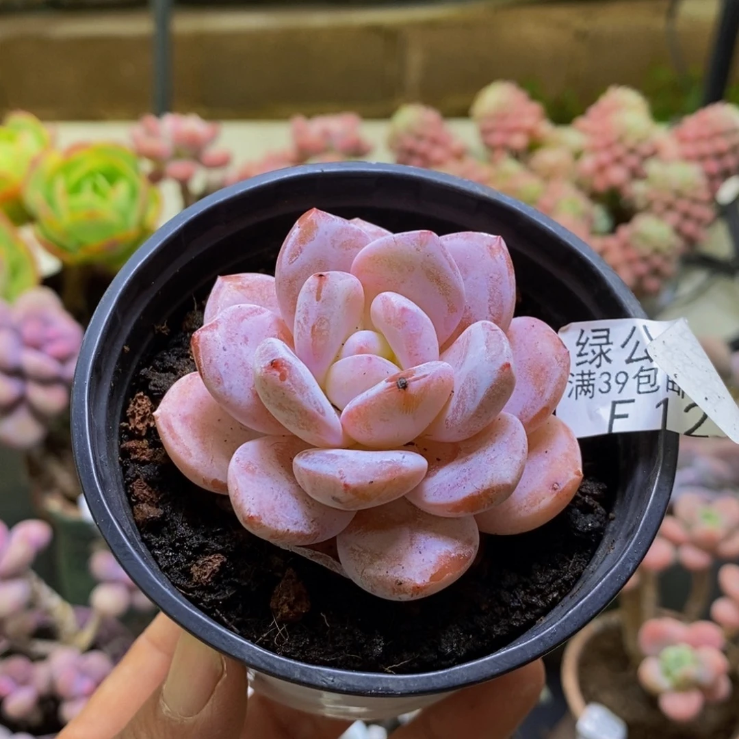 121冰糕6cm多肉植物