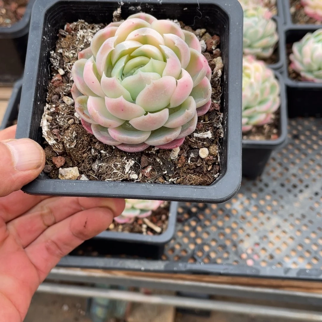 L*L淘多肉贝瑞锦一个