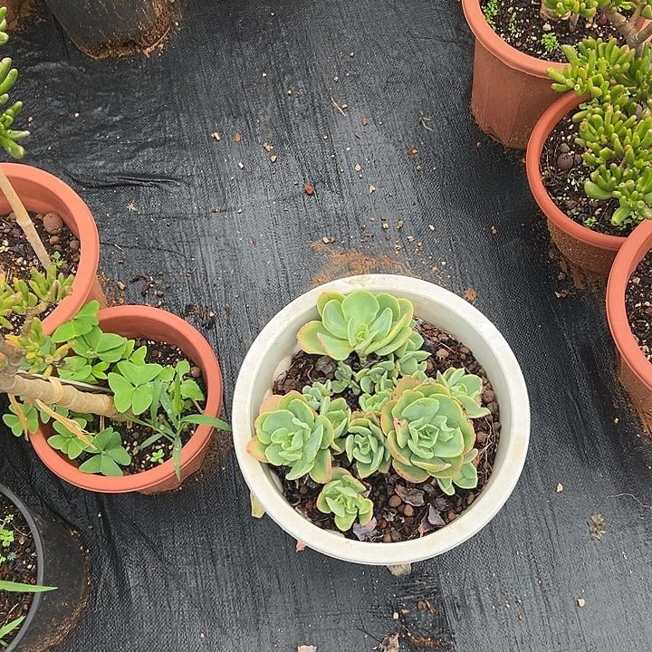 木***子多肉植物实物直播实物51