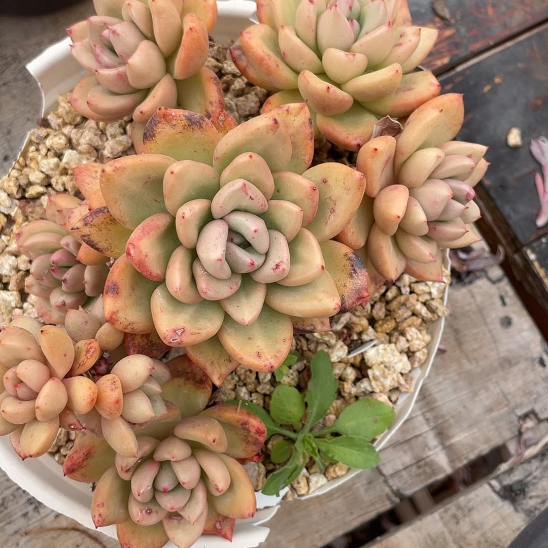 平*哥多肉植物一物一拍