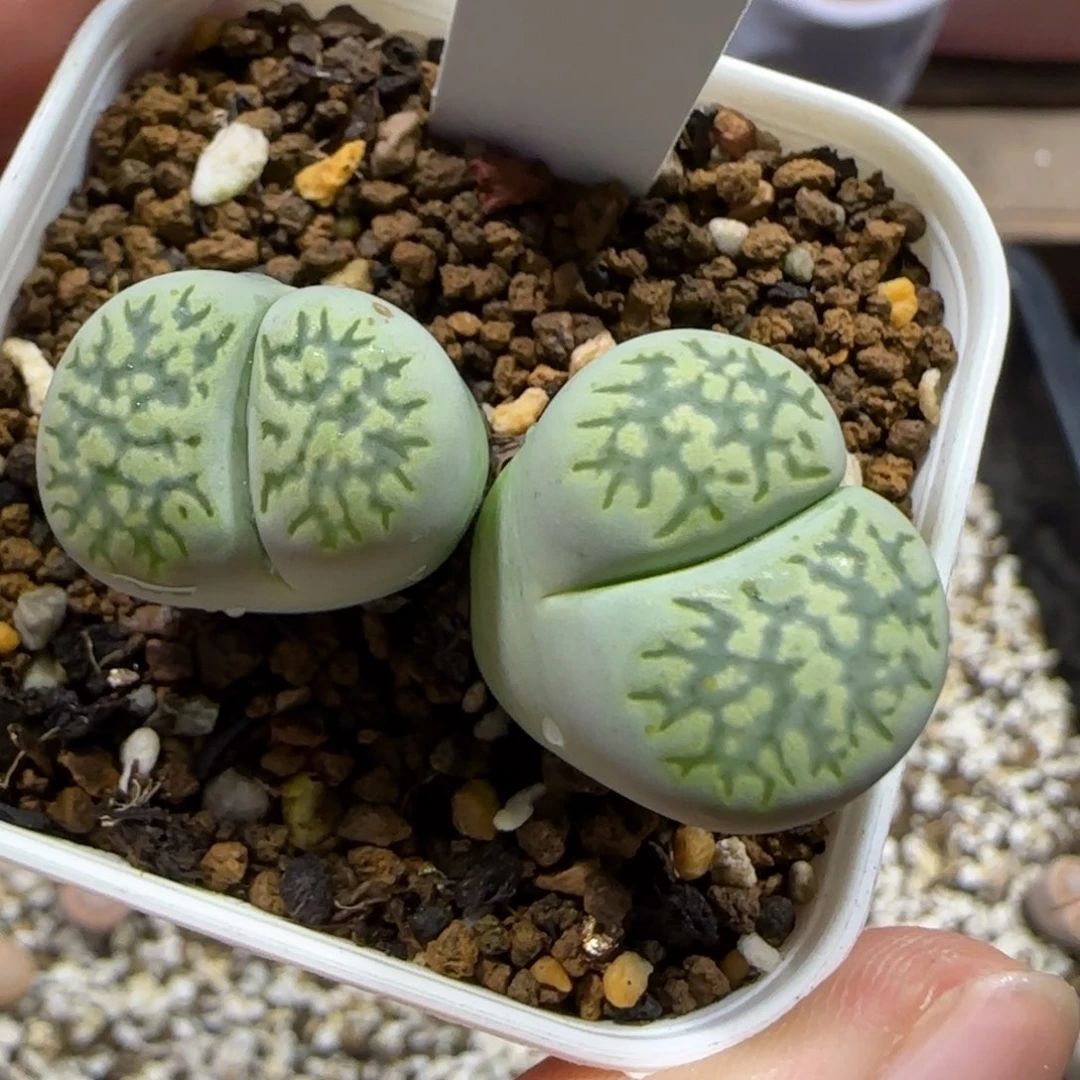 12.23。     绿福来。   2012