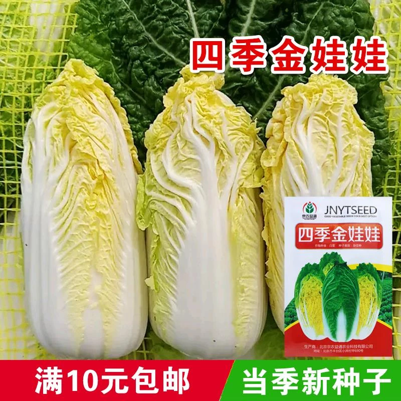 （全店满5包包邮）四季金娃娃菜种子原厂包装蔬菜种子 生长快品质佳