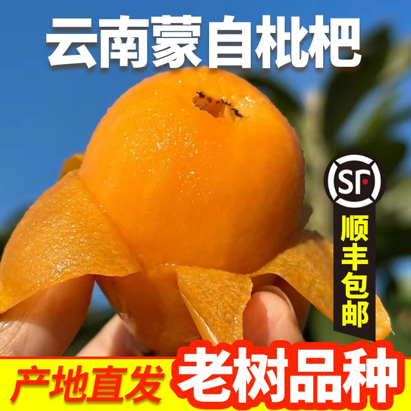 【顺丰包邮】云南蒙自新鲜采摘枇杷鲜果皮薄多汁香甜可口孕妇水果