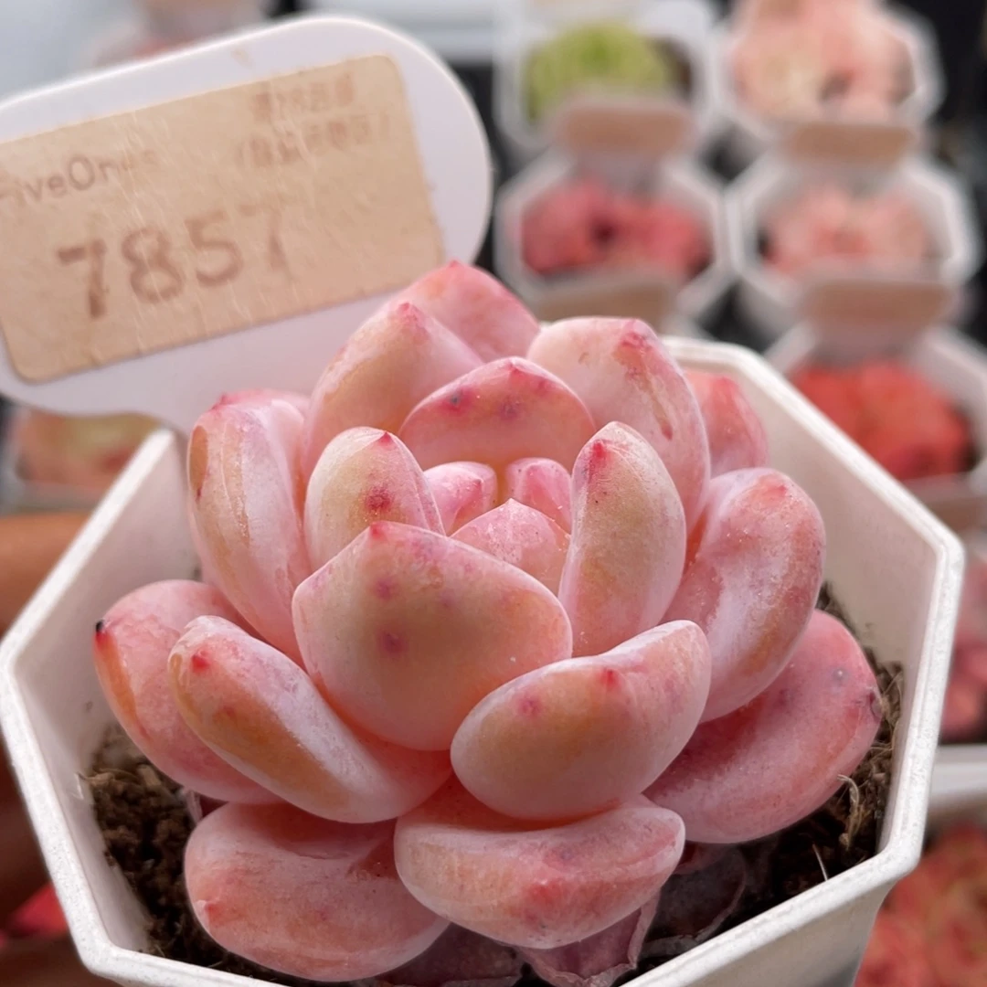 雪橙7857-5.5厘米