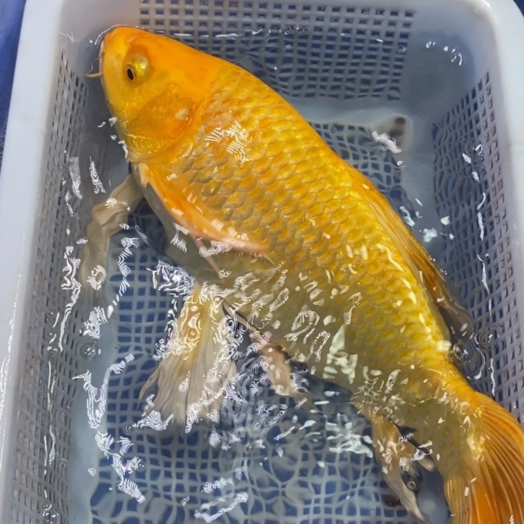 锦鲤冷水锦鲤包邮