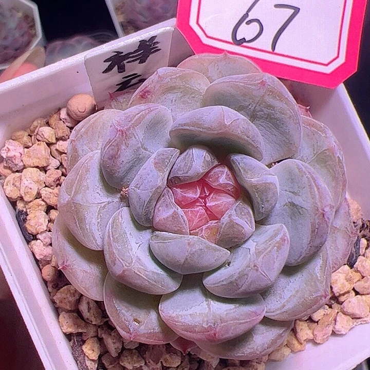 祥云多肉植物单头