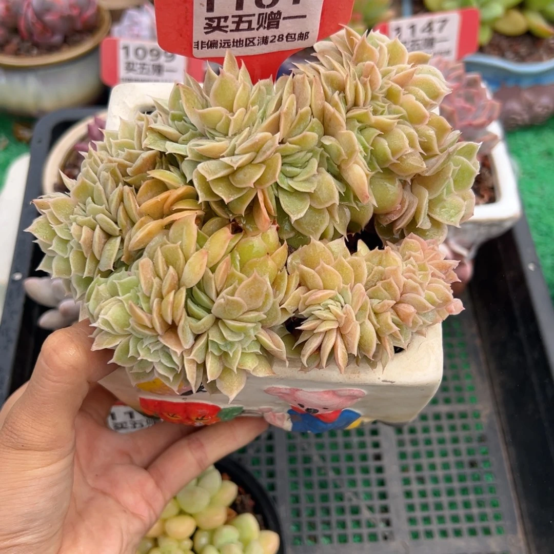 表妹精品多肉1101.