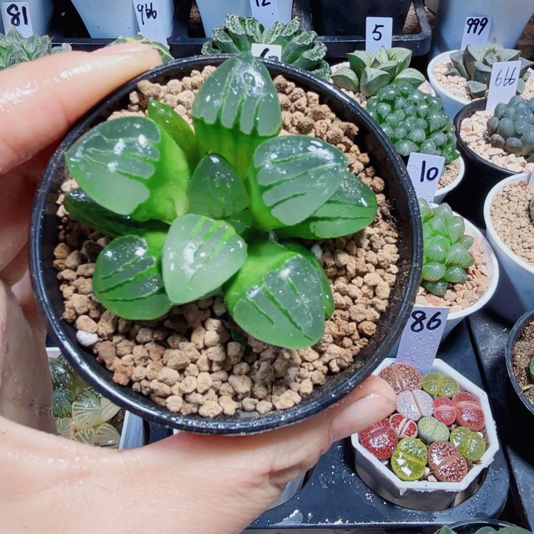 翠虎多肉植物6666