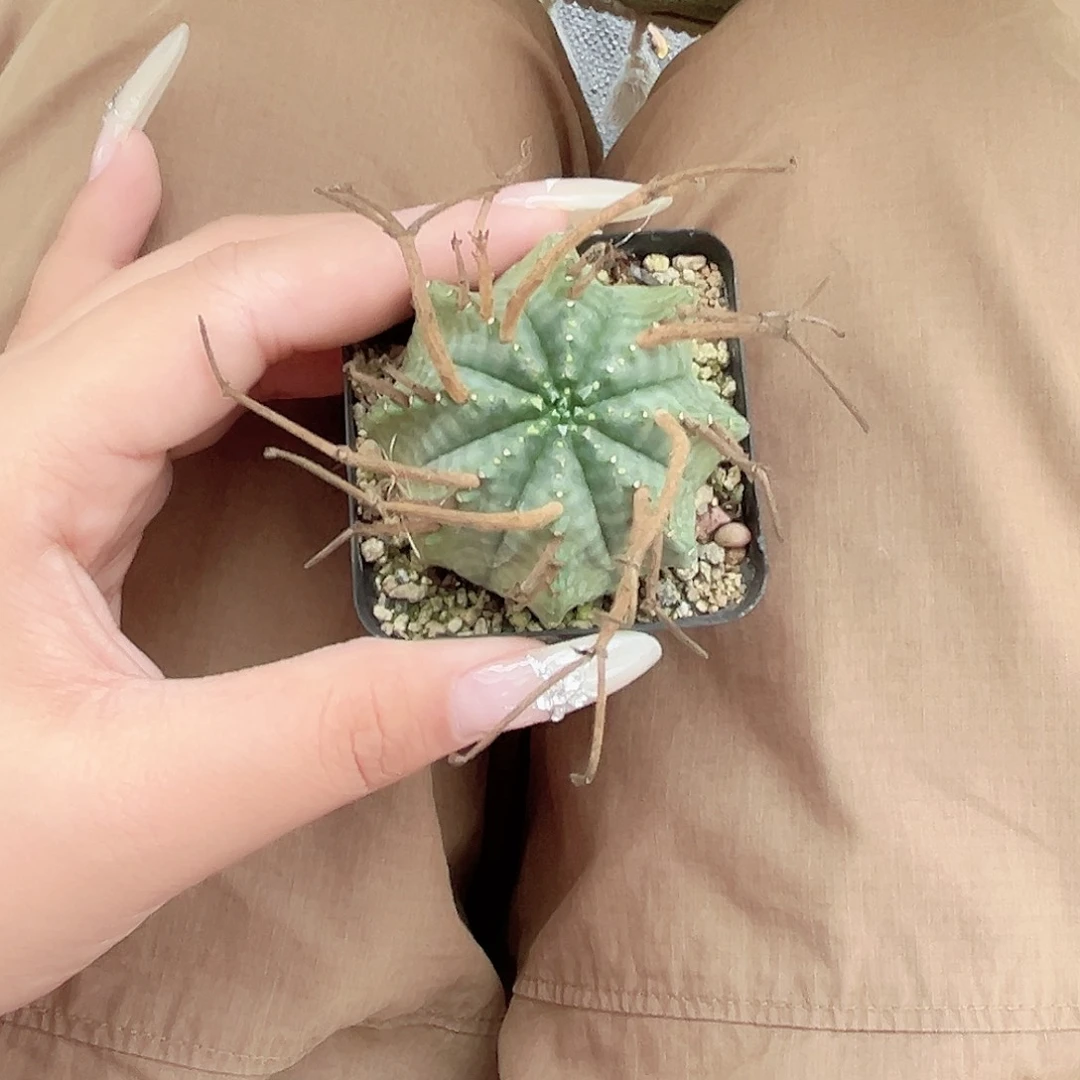 多肉植物法力达脱土