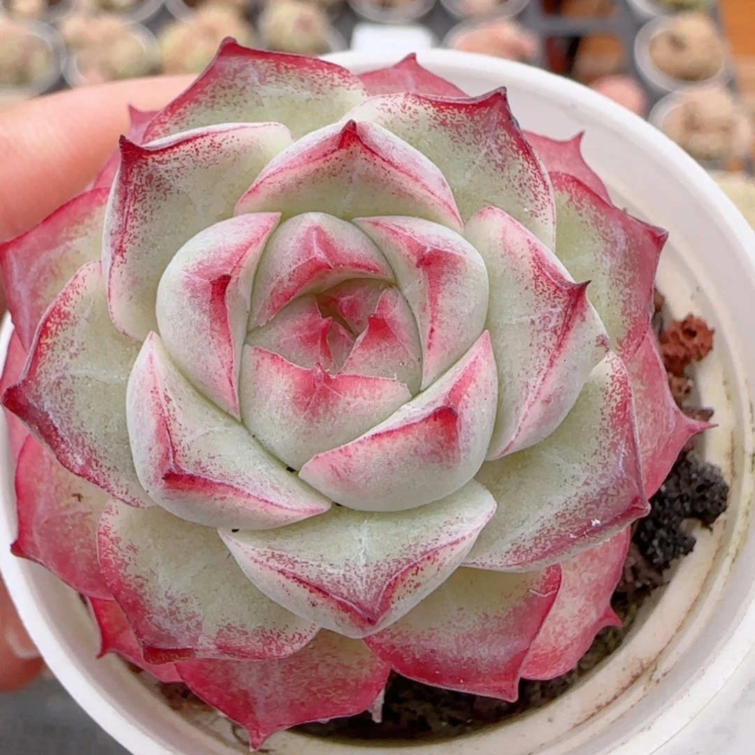 花语多肉1224-267