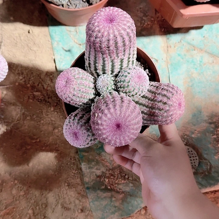 我****啊哈哈哈哈哈哈哈哈哈