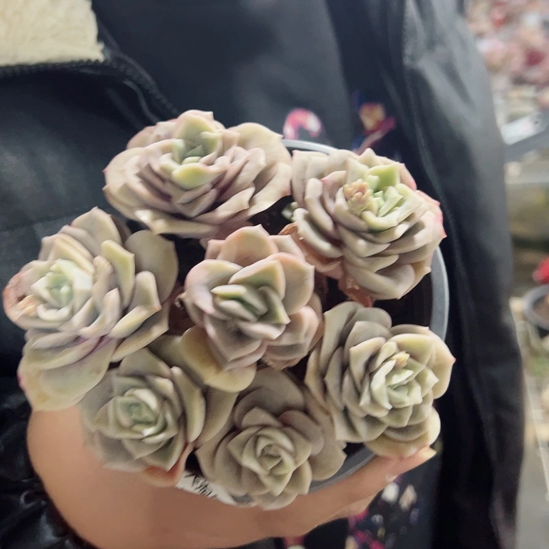 可爱玫瑰七头起带盆土多肉植物