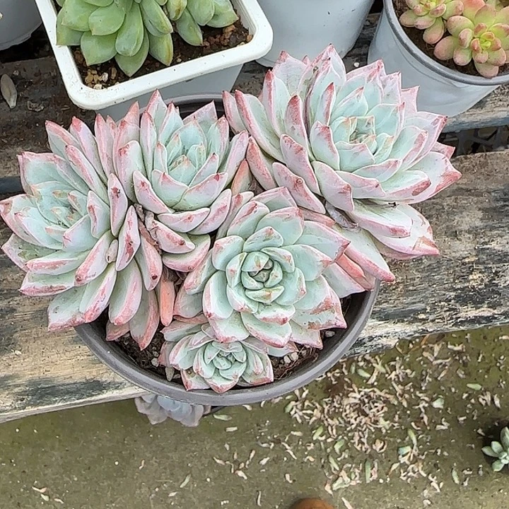 青蛙王子儿童牙膏11