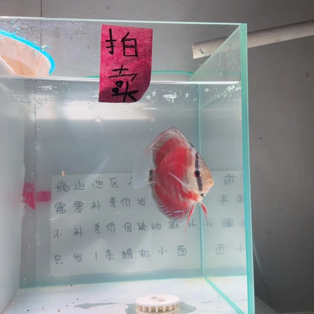 七彩神仙鱼肉身7-8左右，偏远地区不要拍