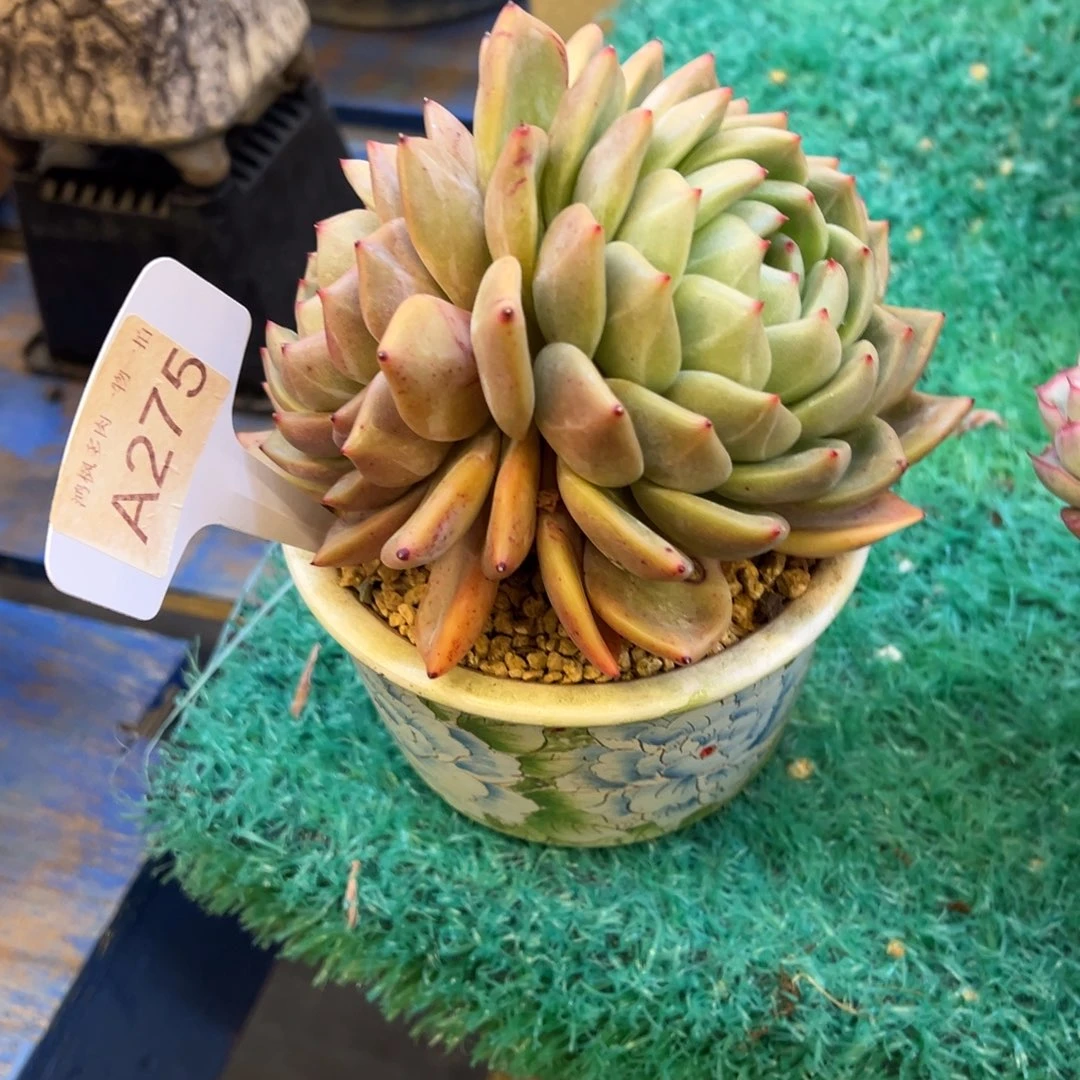 香槟，，，，，，，，，，，，，，，，，，，，