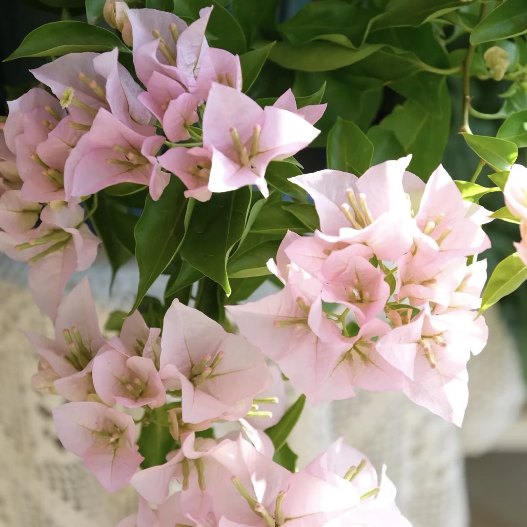 盆苗 【粉天使】三角梅 超勤花