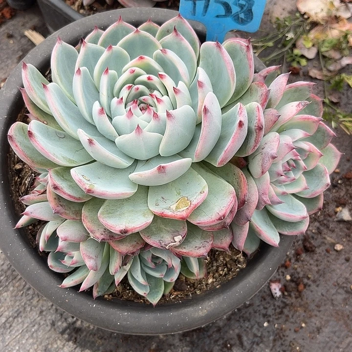 两单包邮，一物一拍158吉娃娃