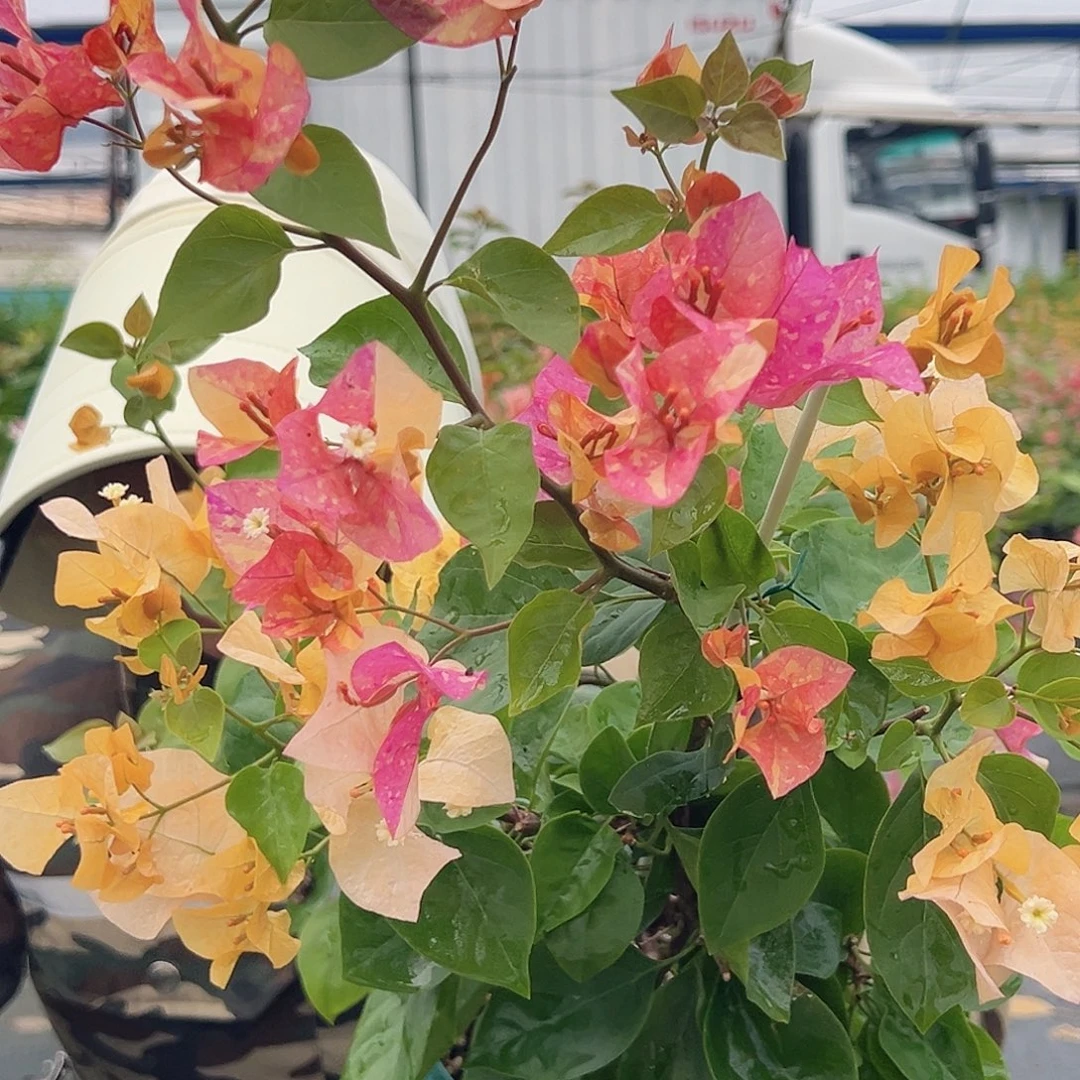 大部分开放少量花苞阿达娜一棵