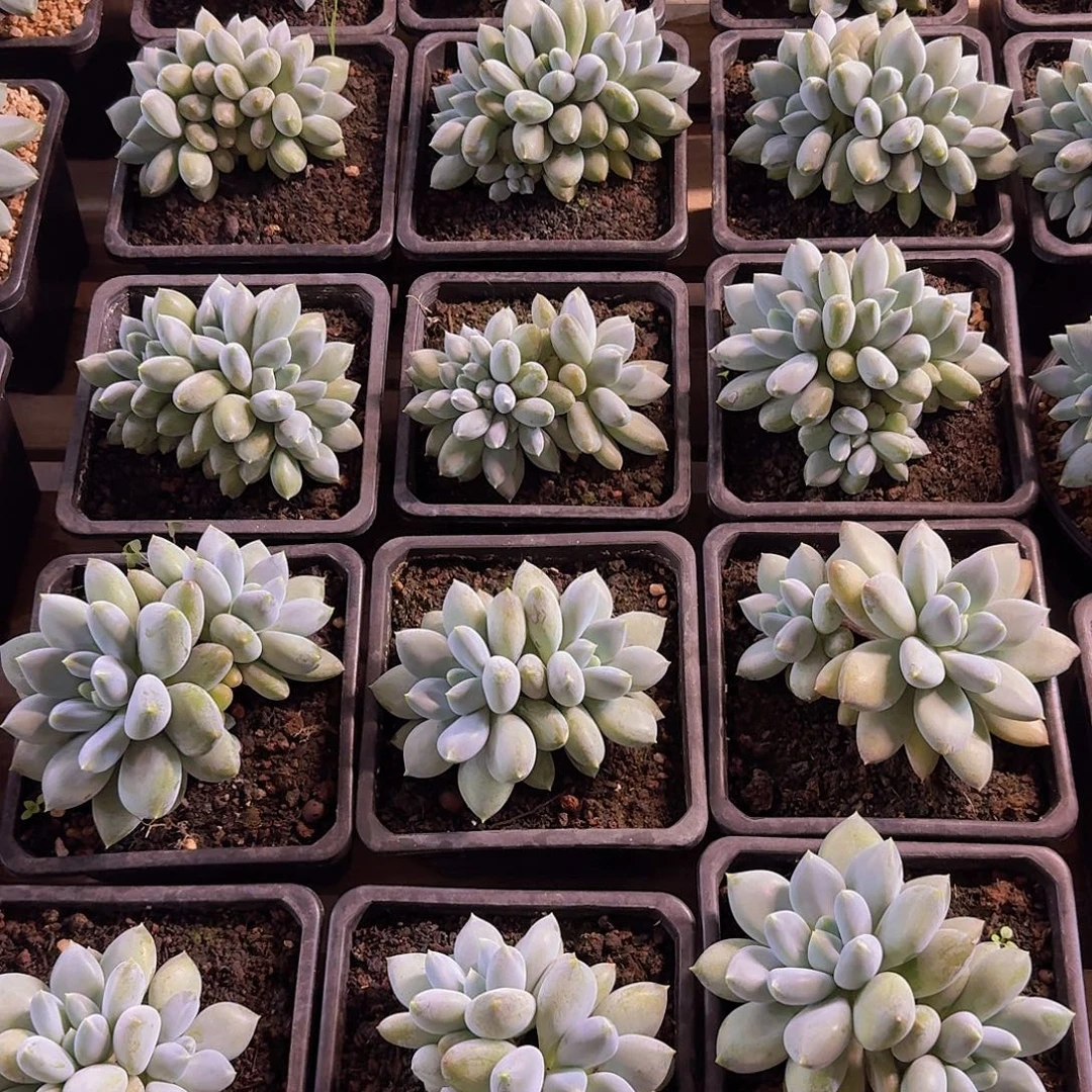 哥特萝莉多肉一物一拍