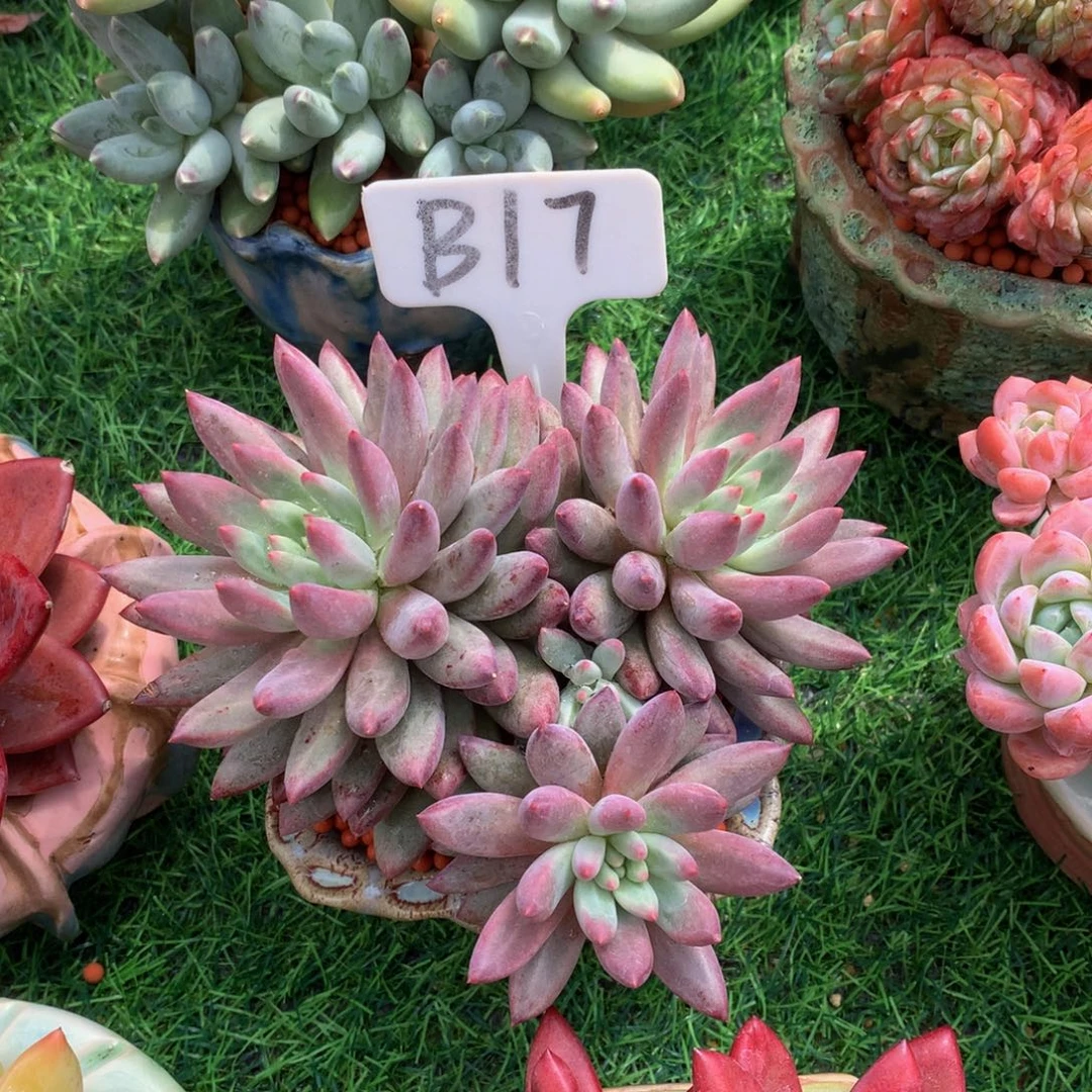 好***觉多肉植物626363636373