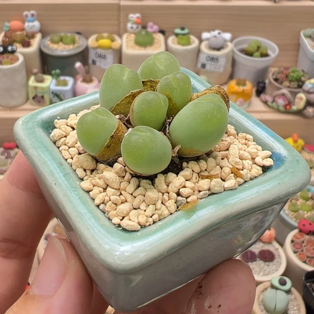 多肉植物125号毛翠滴