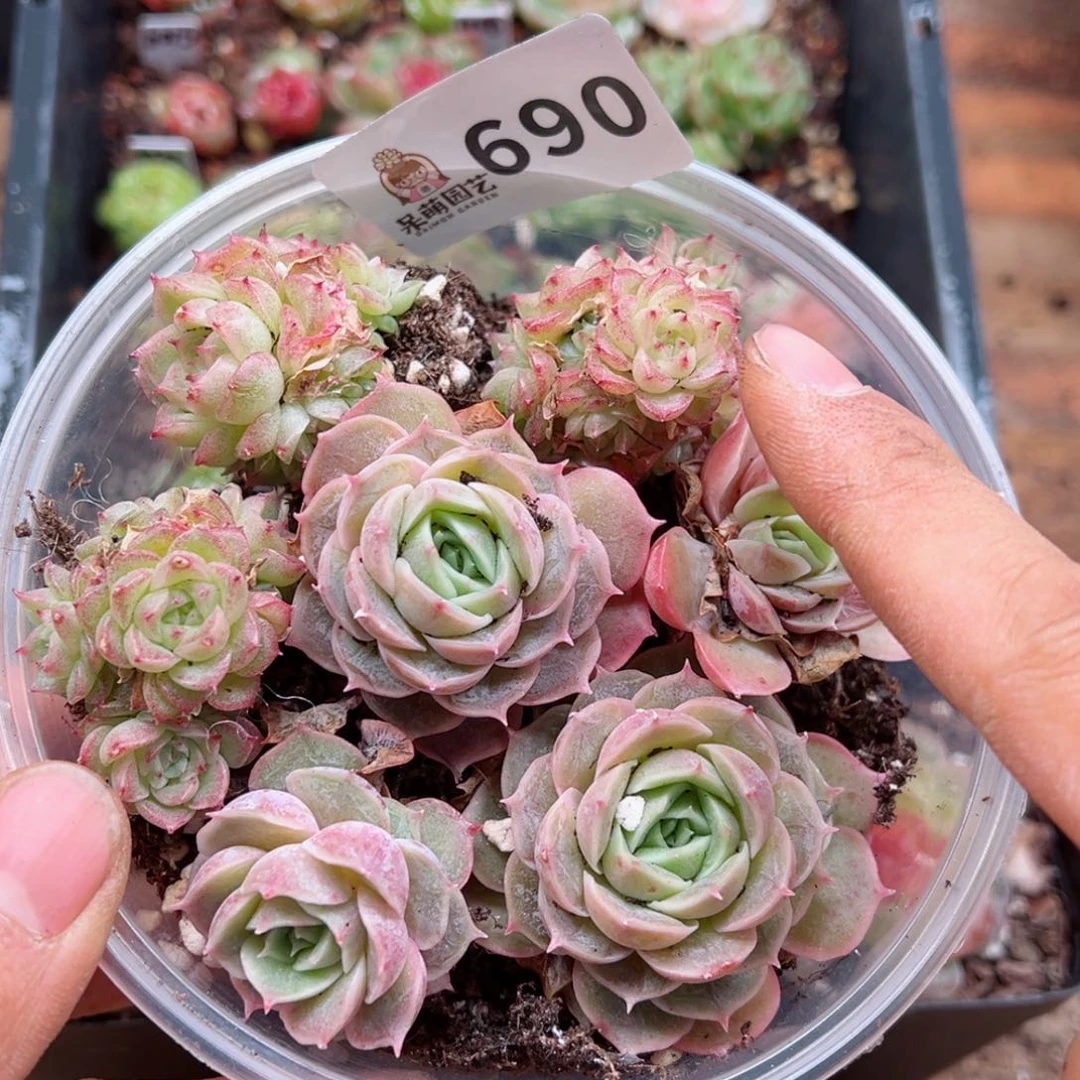多肉植物多肉植物