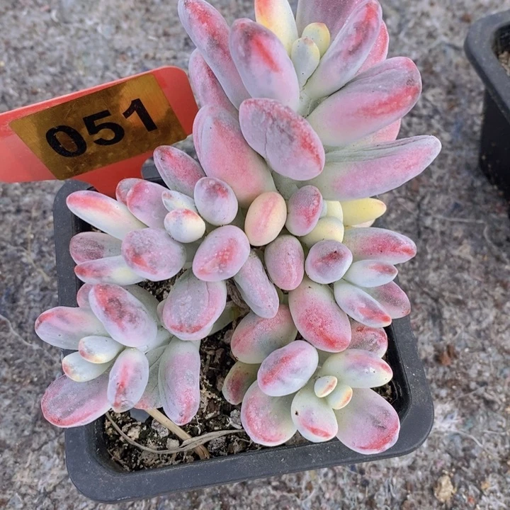 051号福娘锦群（7天售后服务）