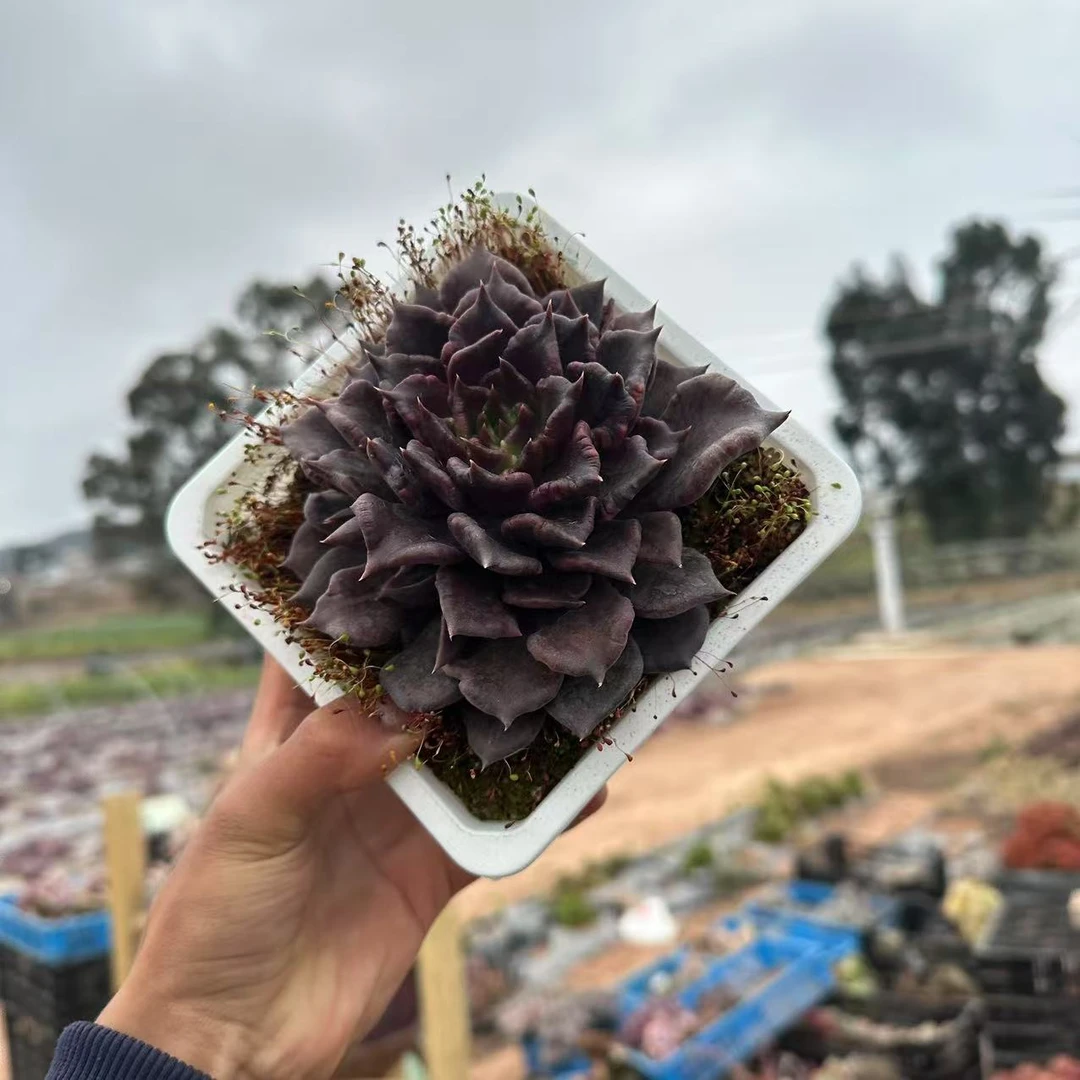 云漫多肉 精品黑饺子皮  多肉植物 精选多肉 周正大单头系列
