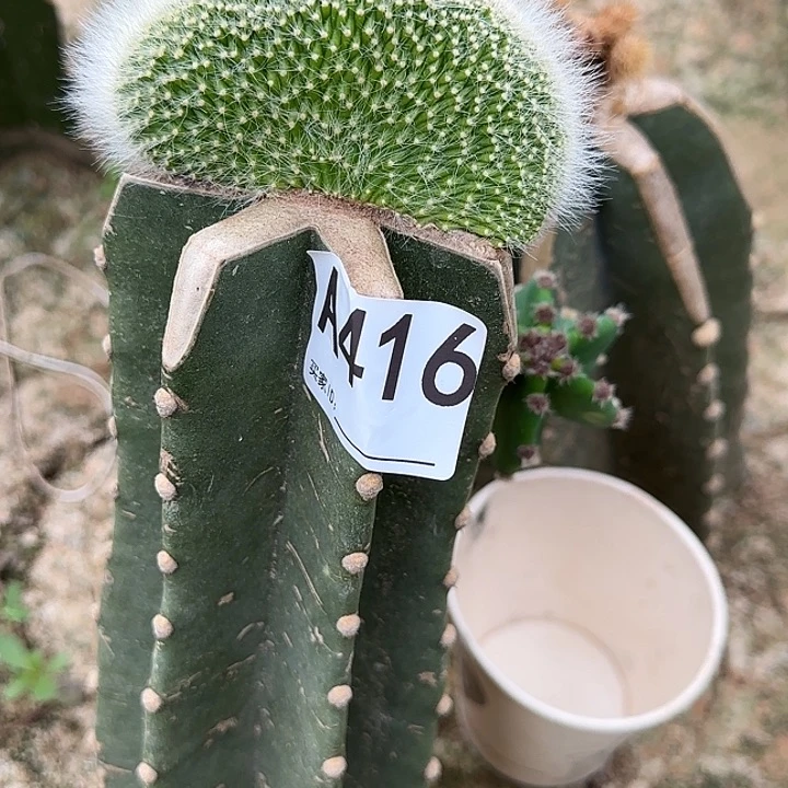 无花朵用****5嫁接九尾狐缀416