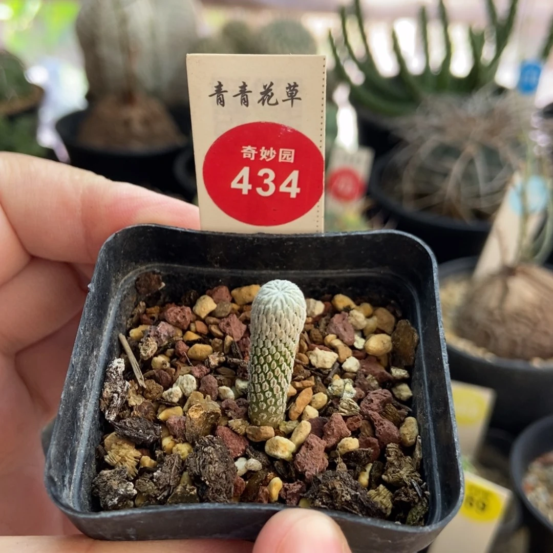 实生精巧丸一颗仙人球
