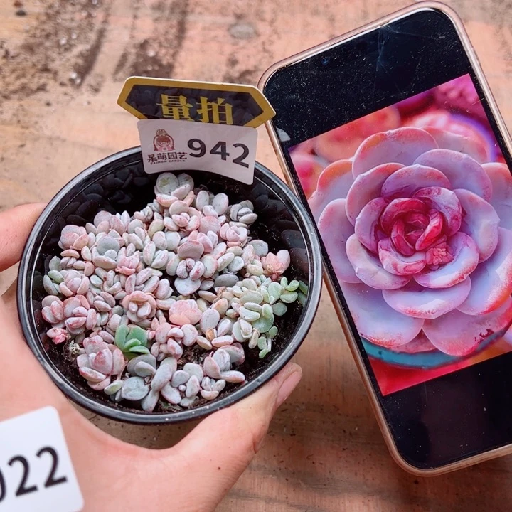 多肉植物多肉植物