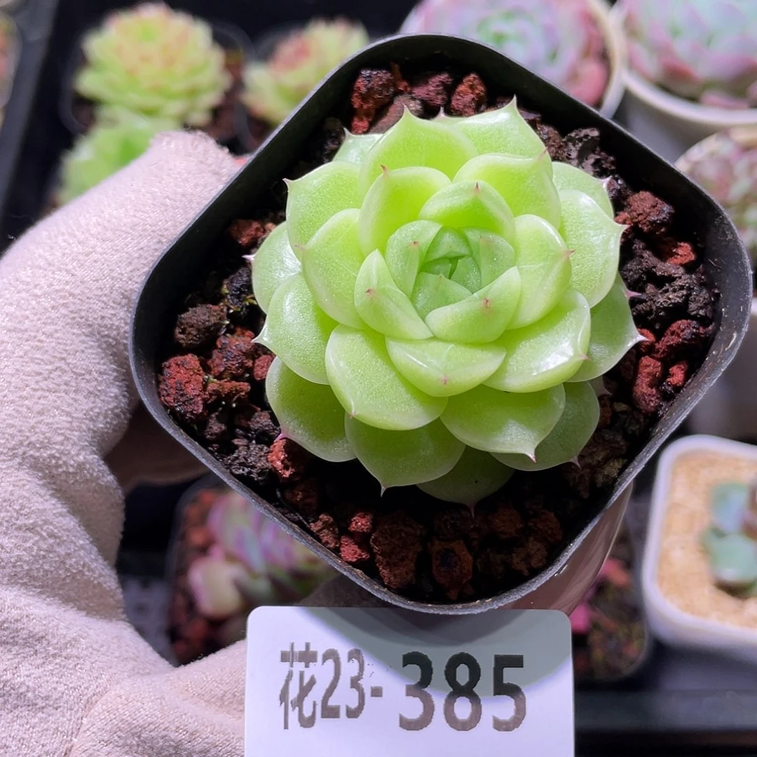 花利美23-385麦秆