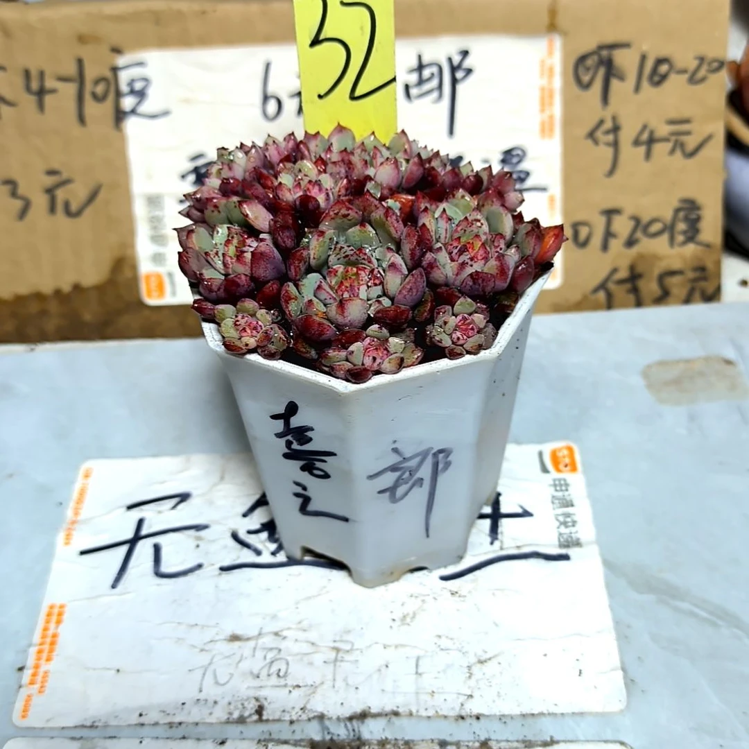 满6元包邮，32号喜之郎爆头