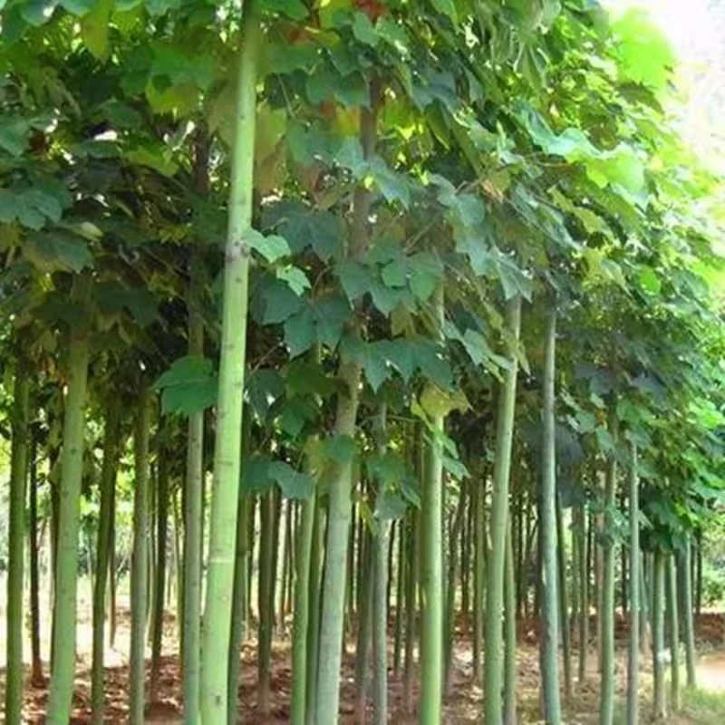 青桐树苗梧桐树苗庭院绿化风景树绿化苗木行道树青桐苗桐麻树