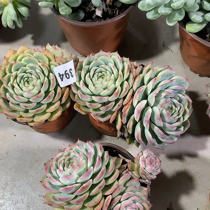 初***欢394侧影多肉植物2颗