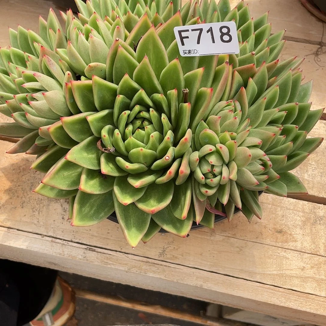 若如东云单拍F718