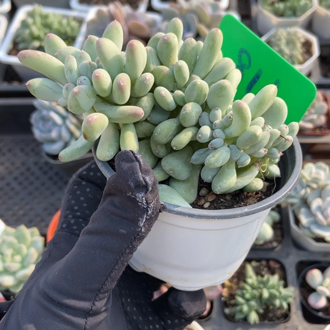 811糖豆奶缀多肉植物