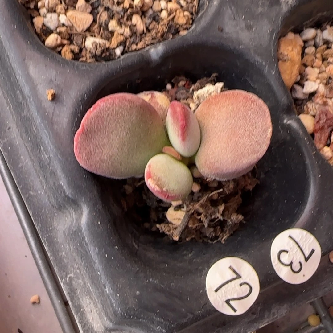 小*?仙桃水泡多肉植物72
