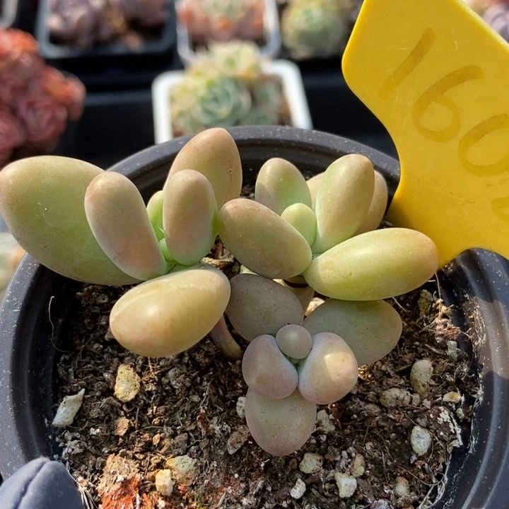 1608芒果美人多肉植物