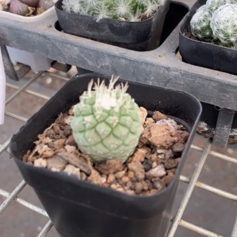 实生菊水2仙人球