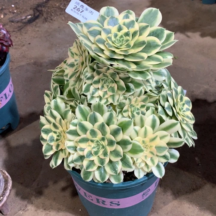 267迈巴赫多肉植物