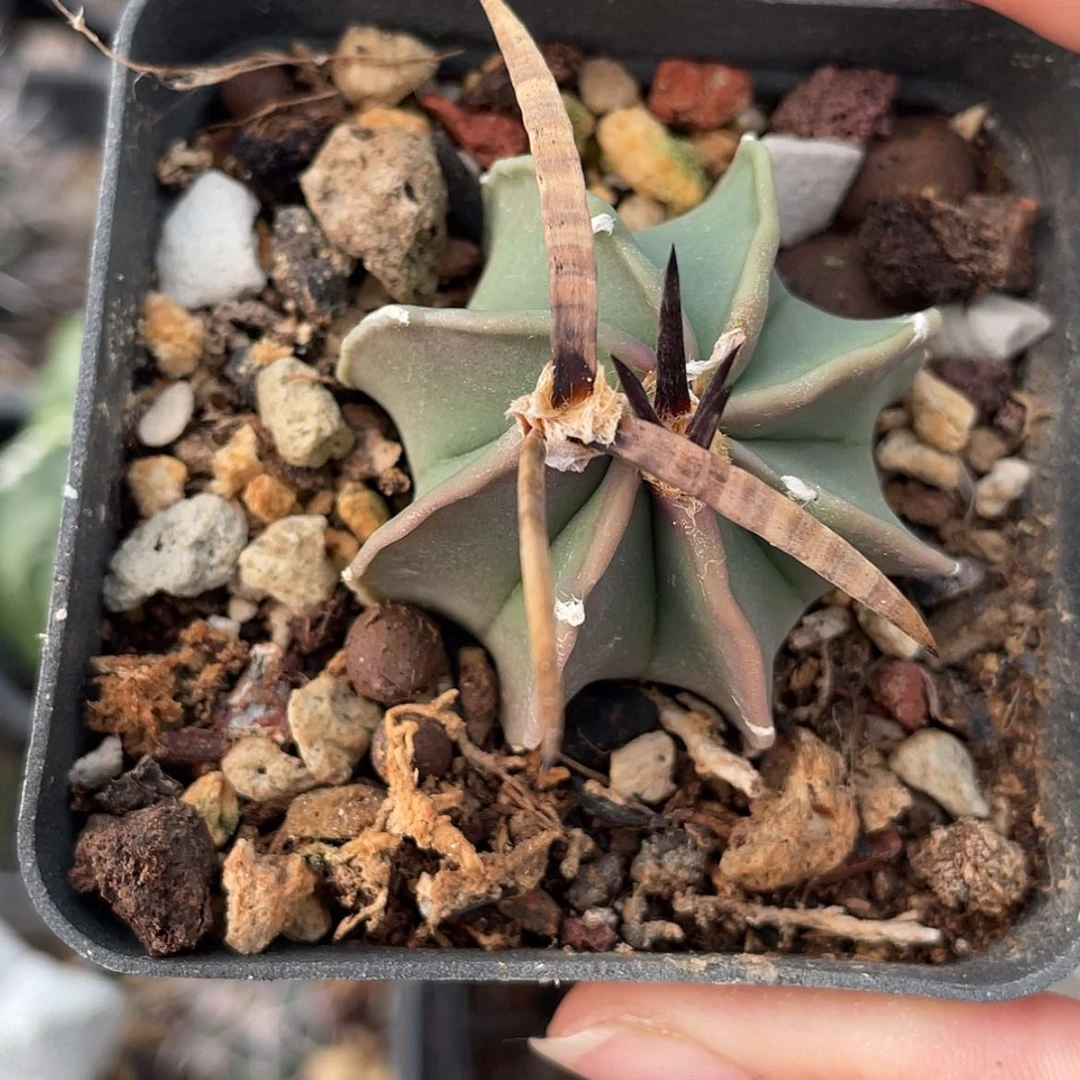 【闪购商品】水牛角大凤玉实生6666