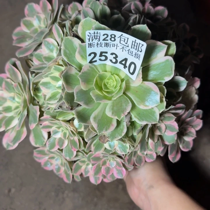 25340女妖多肉植物