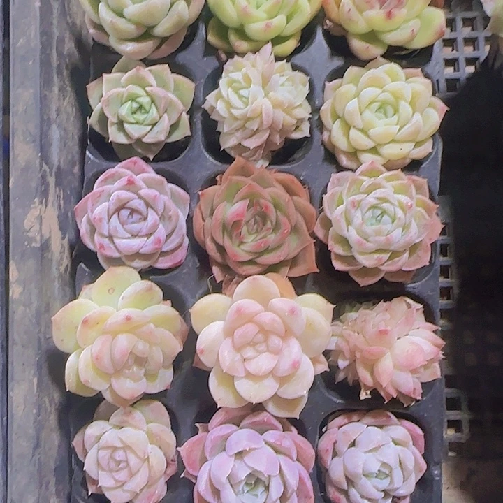 直播一物一拍多肉07