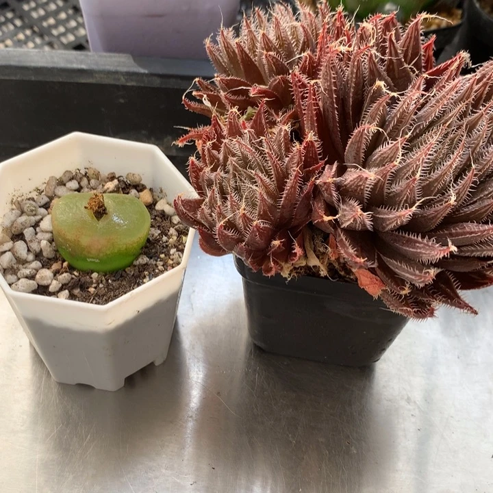 毛汉尼+原始种一物一拍