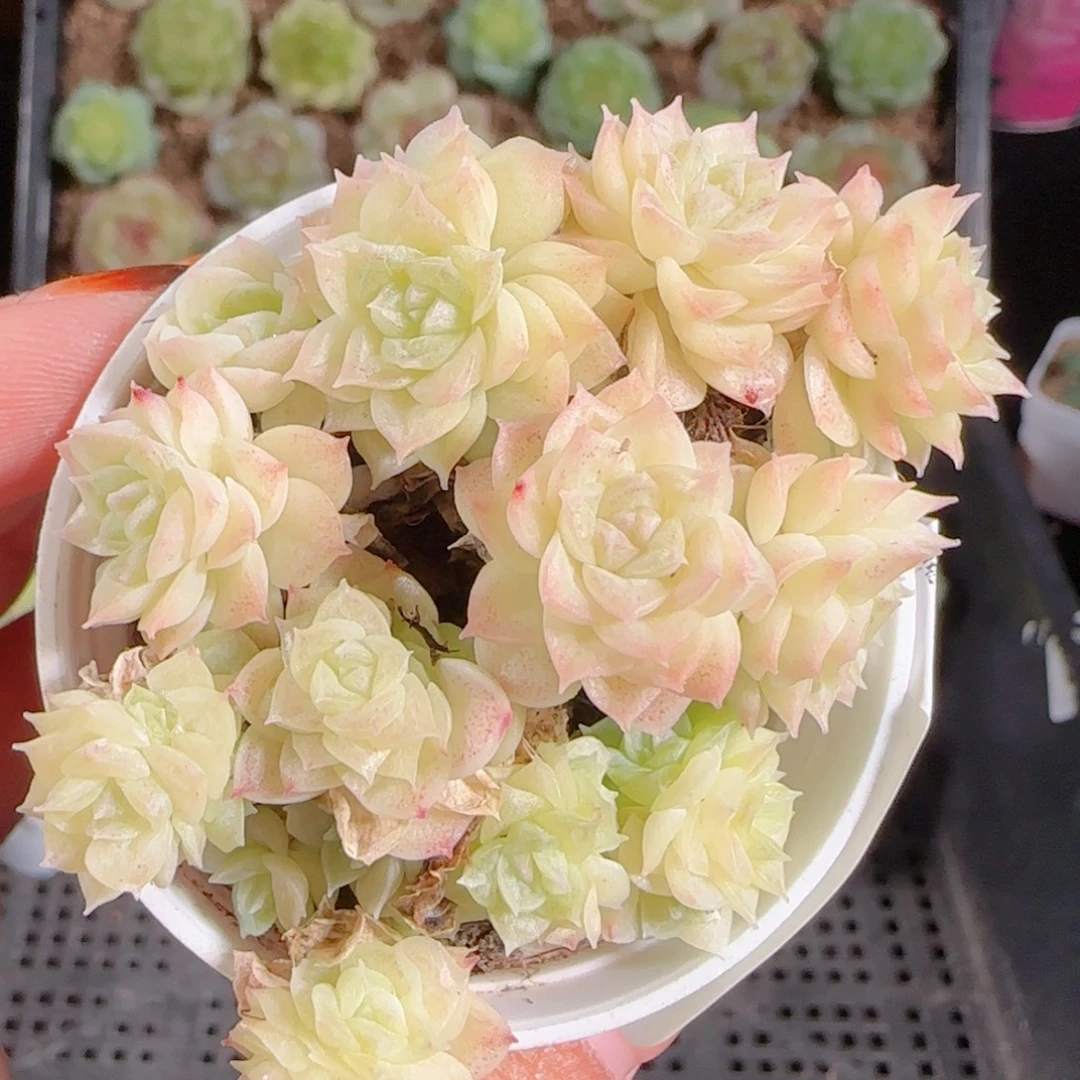 1022-157麦秆优选不包整